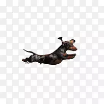 曼彻斯特小猎犬澳大利亚牧羊犬品种