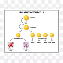 胚胎干细胞-羊膜干细胞库