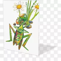 昆虫传粉器害虫膜-昆虫