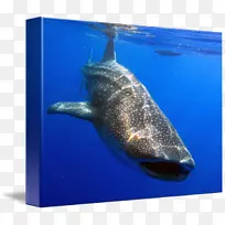 图片艺术安魂曲鲨鱼，灵丹妙药摄影-鲸鲨