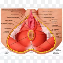 会阴解剖盆底骨盆人体-女性