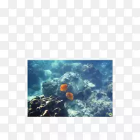 海底珊瑚礁鱼