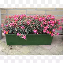 花盆粉红m室内植物rtv粉红色-花
