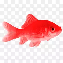 金鱼鳍蓝-金鱼水族馆