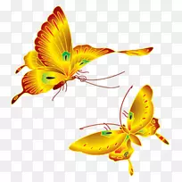 蝴蝶昆虫翅2米鱼-蝴蝶