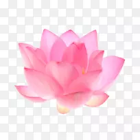 莲花花瓣莲子百合花-花
