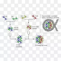 核小体染色质染色体组蛋白H2A-组织结构
