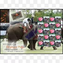 印度象非洲象马包动物马