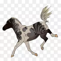 野马种马马驹野马