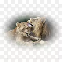 狮子第比利斯动物园水彩画-狮子