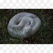 混凝土蛇雕像混凝土蛇石雕蛇