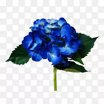 绣球切花，花瓣，一年生草本植物-蓝绣球花