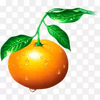 金门橘子，朗浦尔橘子