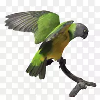塞内加尔鹦鹉亚马逊鹦鹉-鹦鹉