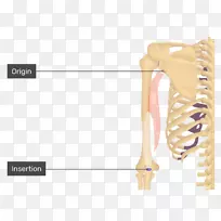 肱三头肌二头肌起源与插入解剖