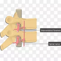 椎间孔、脊柱神经、脊柱解剖.胸椎