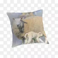 羊抛枕头