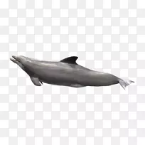 普通宽吻海豚粗齿海豚短喙普通海豚图库西白海豚
