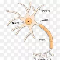 兴奋性神经元神经系统突触轴突-神经元