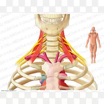 颈臂神经痛斜角肌臂丛解剖