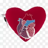 心脏枕垫心胸外科-心脏