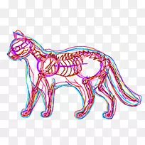 猫解剖猫画猫