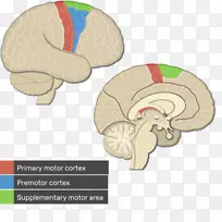 视皮层、大脑皮层、初级运动皮质、运动前皮质-大脑