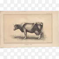 牛、马、画、牛