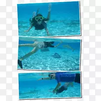 浮潜海洋海洋生物游泳池-海洋
