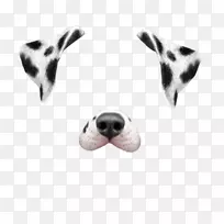 斑点狗小狗Snapchat跳舞热狗-海报美容院
