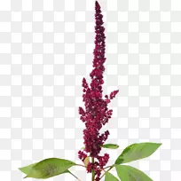 番红花科天南星属植物-紫红色粮食作物