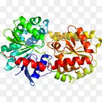 色氨酸合成酶结构生物学Tol-like受体结构-结构