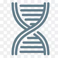 核酸双螺旋DNA甲基化转移酶DNA甲基化载体