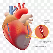 人体解剖人体-心脏
