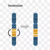 染色体倒置突变染色体基因复制染色体易位