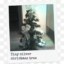 圣诞树云杉-圣诞树
