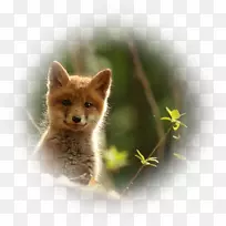 红狐奇狐野生动物-狐狸