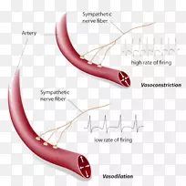 血管收缩血管扩张热闪存血管症状-血液