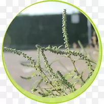 一年生禾本科植物茎花粉-叶