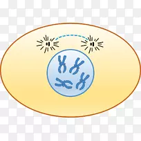 前期间期细胞周期染色体染色质