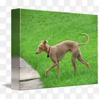 意大利灰猎犬