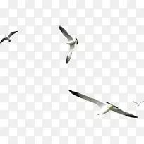 海鸟大型白头海鸥夹鸟