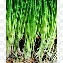 香根草-1精油香根草-香根草