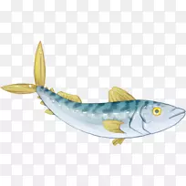 沙丁鱼海洋鱼-鲭鱼
