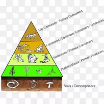 营养级食物网食物链图消费者食物金字塔