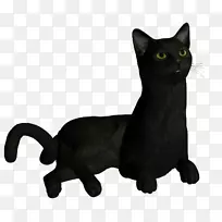 科拉特黑猫胡须家庭短毛猫