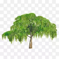 石竹阔叶树，常绿胡椒树