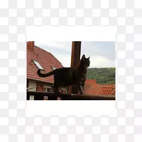 胡须猫特性鼻子相框.猫