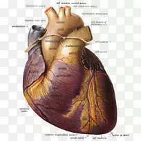 肺动脉解剖心脏肺动脉瓣-心脏