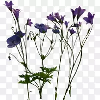 海葵切花.植物茎，花瓣，钟状花.紫罗兰